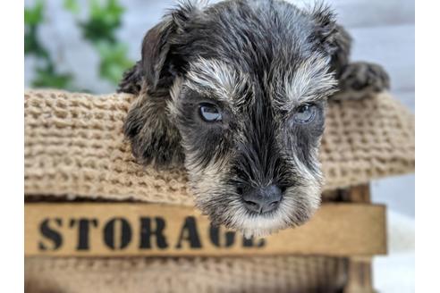 成約済の静岡県のミニチュアシュナウザー-75786の2枚目