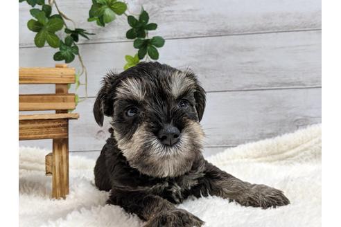 成約済の静岡県のミニチュアシュナウザー-75786の1枚目