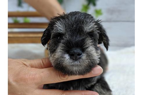 成約済の静岡県のミニチュアシュナウザー-75788の1枚目