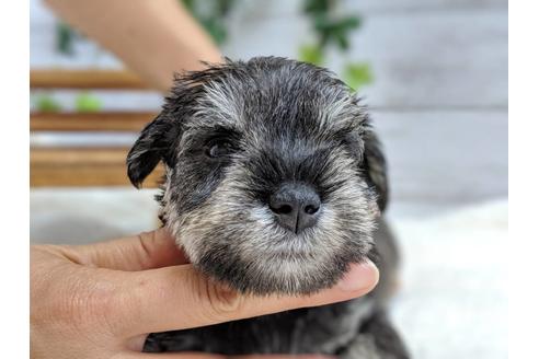 成約済の静岡県のミニチュアシュナウザー-75788の5枚目