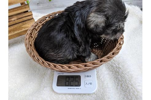 成約済の静岡県のミニチュアシュナウザー-75788の4枚目