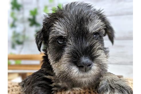 成約済の静岡県のミニチュアシュナウザー-75788の3枚目