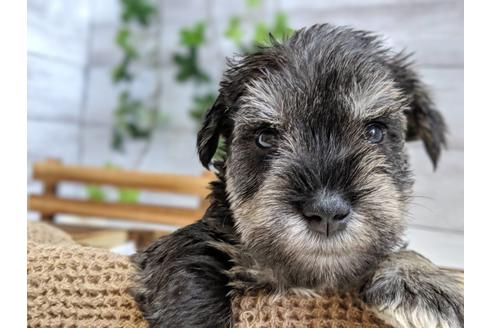 成約済の静岡県のミニチュアシュナウザー-75788の2枚目