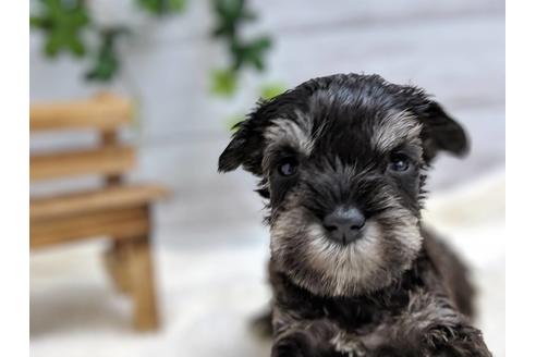 成約済の静岡県のミニチュアシュナウザー-77256