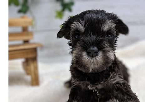 成約済の静岡県のミニチュアシュナウザー-77256の5枚目