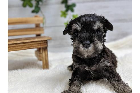 成約済の静岡県のミニチュアシュナウザー-77256の4枚目