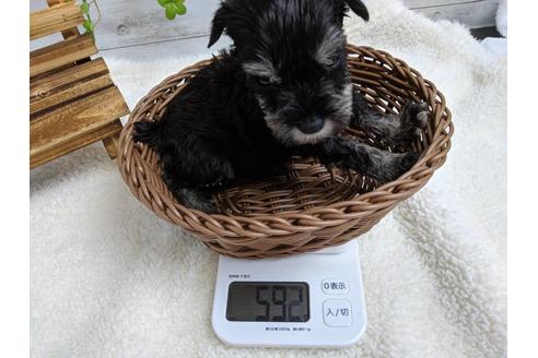 成約済の静岡県のミニチュアシュナウザー-77256の3枚目