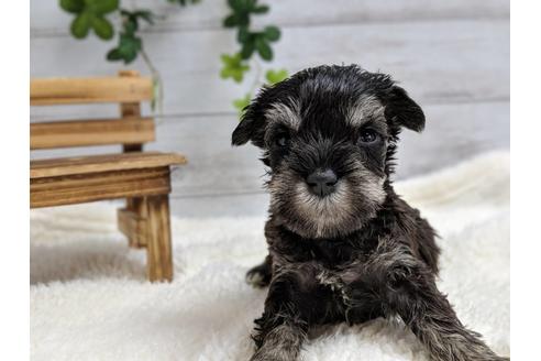 成約済の静岡県のミニチュアシュナウザー-77256の2枚目