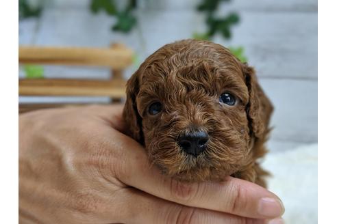 成約済の静岡県のトイプードル-75794の6枚目