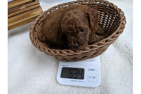 成約済の静岡県のトイプードル-75794の5枚目