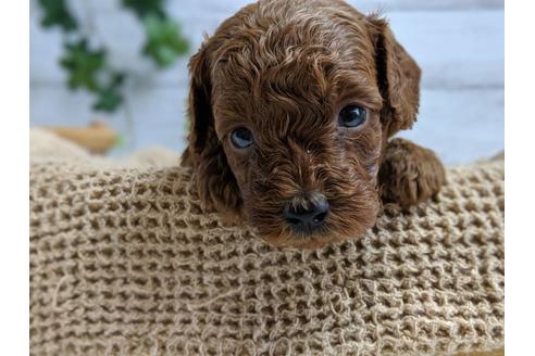 成約済の静岡県のトイプードル-75794の4枚目