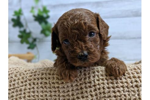 成約済の静岡県のトイプードル-75794の3枚目