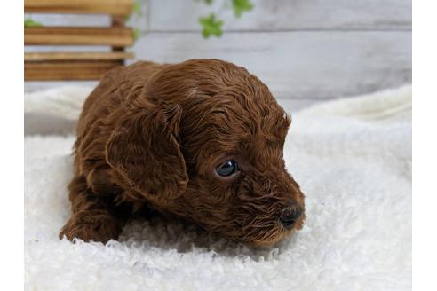 成約済の静岡県のトイプードル-75794の2枚目