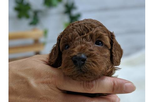 成約済の静岡県のトイプードル-75795の7枚目