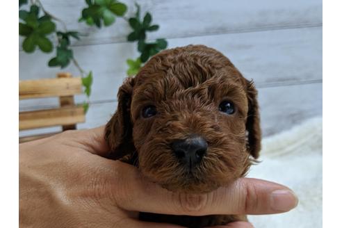 成約済の静岡県のトイプードル-75795の6枚目