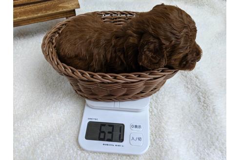 成約済の静岡県のトイプードル-75795の5枚目