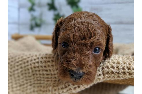 成約済の静岡県のトイプードル-75795の4枚目