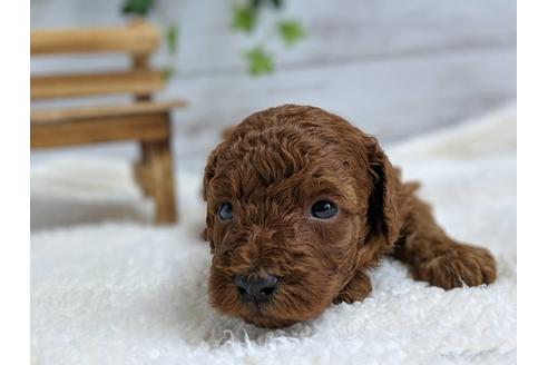 成約済の静岡県のトイプードル-75795の3枚目