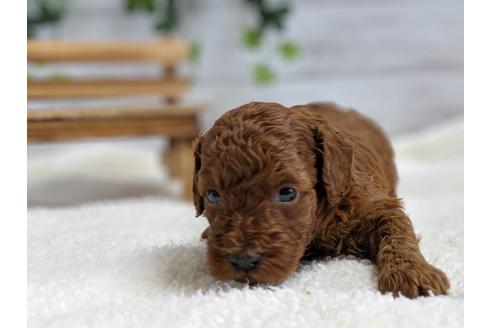 成約済の静岡県のトイプードル-75795の2枚目