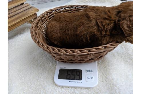 成約済の静岡県のトイプードル-75796の4枚目