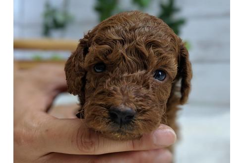 成約済の静岡県のトイプードル-75796の3枚目