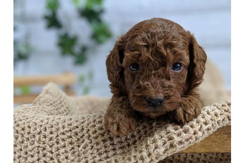 成約済の静岡県のトイプードル-75796