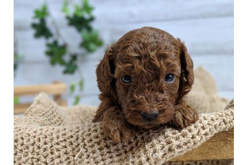 成約済の静岡県のトイプードル-75796の2枚目