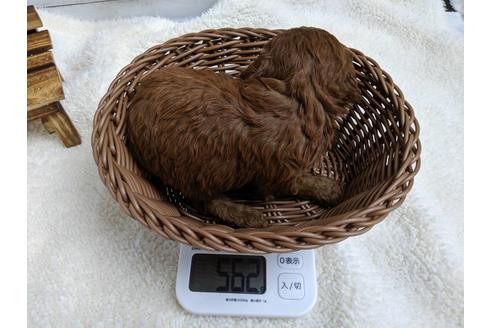 成約済の静岡県のトイプードル-75797の3枚目