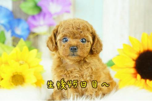 成約済の香川県のタイニープードル-77286の4枚目