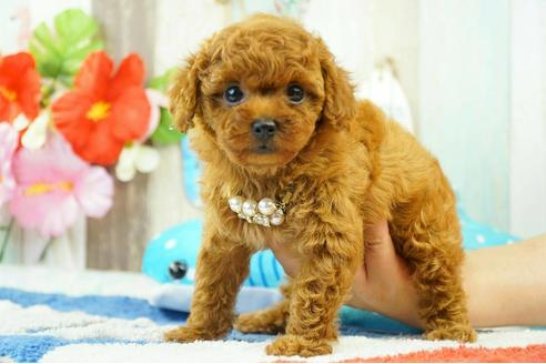 成約済の香川県のタイニープードル-77286の3枚目