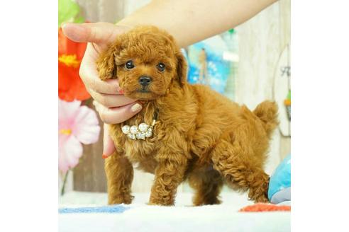 成約済の香川県のタイニープードル-77286の2枚目