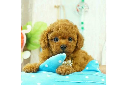 成約済の香川県のタイニープードル-77286の1枚目