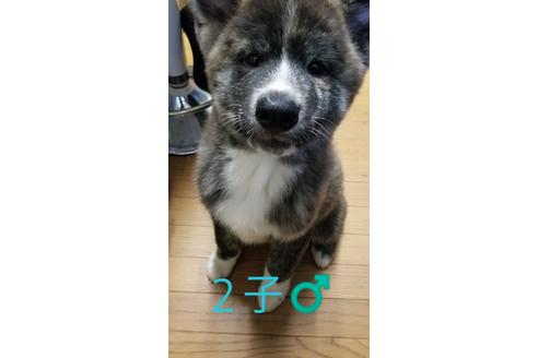 成約済の北海道の秋田犬-71900の1枚目