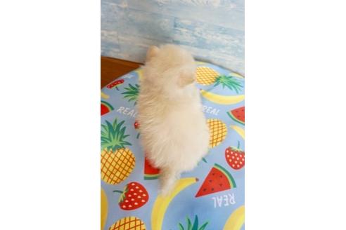 成約済の香川県のポメラニアン-76677の3枚目