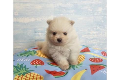 成約済の香川県のポメラニアン-76677の2枚目