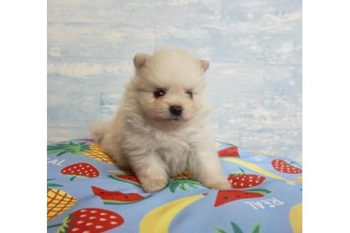 成約済の香川県のポメラニアン-76677の1枚目