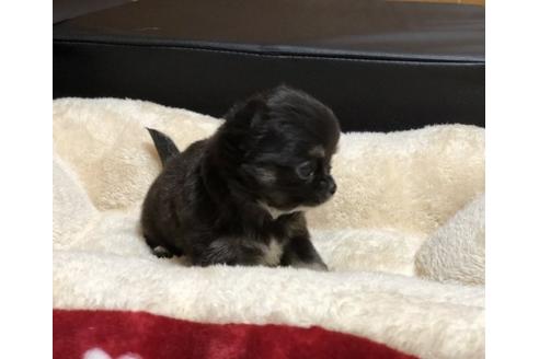 成約済の香川県のチワワ(ロングコート)-77043の3枚目