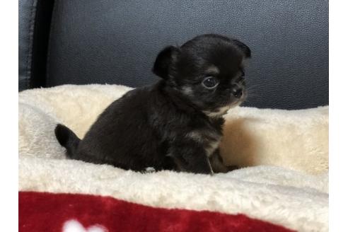 成約済の香川県のチワワ(ロングコート)-77043の2枚目