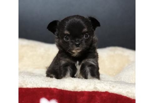 成約済の香川県のチワワ(ロングコート)-77043の1枚目