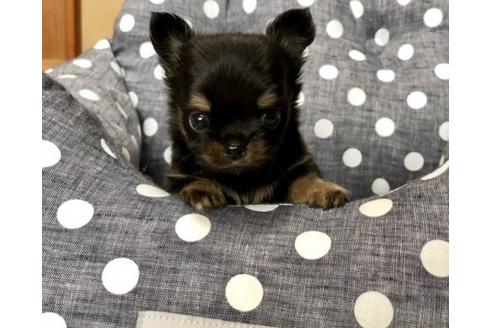 成約済の香川県のチワワ(ロングコート)-77044の2枚目