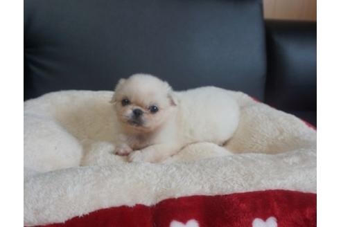 成約済の香川県のペキニーズ-77046の3枚目