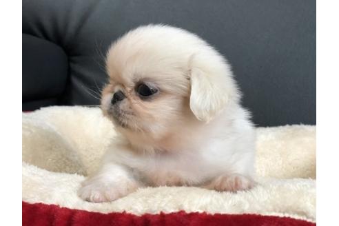 成約済の香川県のペキニーズ-77046の2枚目