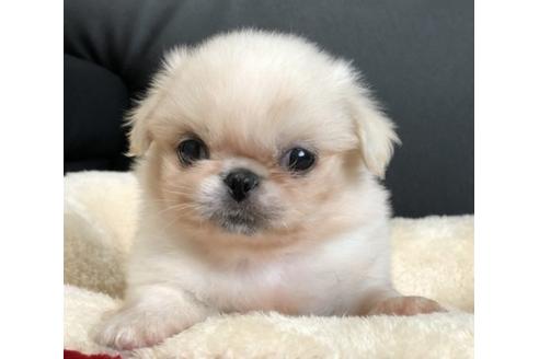 成約済の香川県のペキニーズ-77046の1枚目