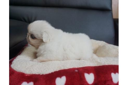 成約済の香川県のペキニーズ-77308の3枚目