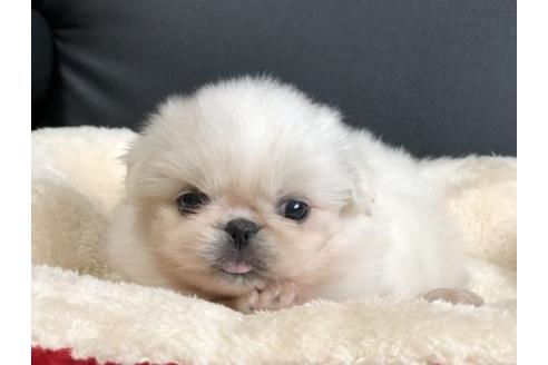 成約済の香川県のペキニーズ-77308の1枚目