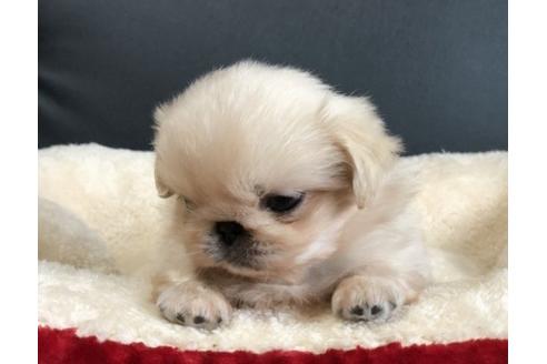 成約済の香川県のペキニーズ-77309の2枚目