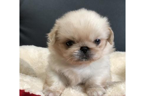 成約済の香川県のペキニーズ-77309の1枚目