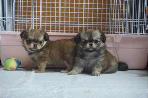 成約済の香川県のミックス犬-76673の4枚目