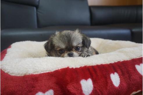 成約済の香川県のミックス犬-76673の3枚目