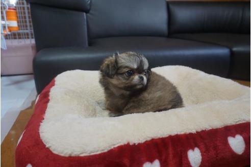 成約済の香川県のミックス犬-76673の2枚目